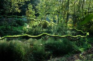 Image illustrative de la rubrique Installations végétales